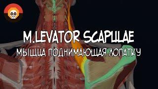 Мышца поднимающая лопатку (m. levator scapulae) 3D Анатомия