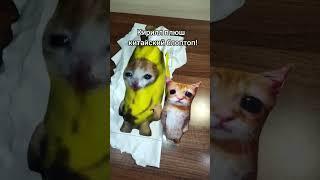 Кирилл плюш = Китайский блоптоп #кириллплюш #блоптоп #эльгато #bananacat #мягкаяигрушка #мемы