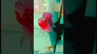 Lucky Aquarium ( Beautiful Flower Horn fish) #viral #trending #shorts