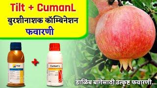 Tilt + CumanL fungicide Combination || डाळिंब बागेसाठी टिल्ट+कुमान L फवारणी कॉम्बिनेशन