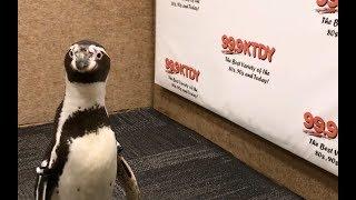 Penguin Visits KTDY Studio