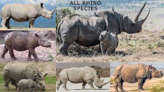 All Rhino species, types of rhino