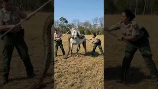 Horse's Life Gets Saved From Giant Snake! #animal #rescue #wow