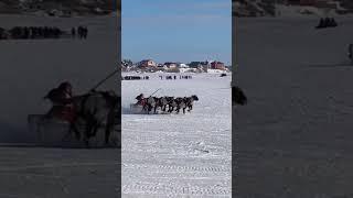 Гонки на упряжках самые интересные так как в них участвуют женщины кочевников #деньоленевода