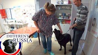 Provincial Russia: Visit Typical Vet Clinic in a Small Russian Town