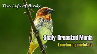 The Life of Birds | Scaly-breasted Munia | Lonchura Punctulata