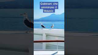 Gabbiani che ammirano il Vesuvio #napoli #vesuvio #naples #gabbiano #seagulls