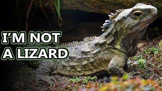 Tuatara facts: lizard look-a-likes | Animal Fact Files