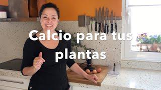 Fertilizante casero  con cáscaras de huevo.