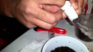 4 New invertebrates from Ken The Bug Guy!