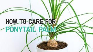 BEST TIPS | HOW TO CARE FOR PONYTAIL PALM PLANT | BEAUCARNEA RECURVATA