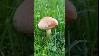 aesthetic video of  mushrooms #subscribetomychannel #mushroom#aesthetic#fypシ#fairy #viral#fairies