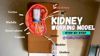 Kidney working model #biology project #scince exhibition NakulSahuArt