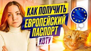 ПОЛУЧИЛА ЕВРОПЕЙСКИЙ ПАСПОРТ КОТУ | регистрация кота в Литве