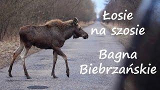 Łosie na szosie