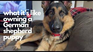 What it’s like owning a GERMAN shepherd PUPPY #germanshepherd #gsd