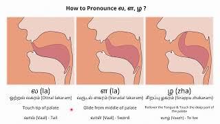 How to pronunce tamil letters ல, ள, ழ |  தமிழ் எழுத்து உச்சரிப்புகள் | Tamil pronunciation tongue