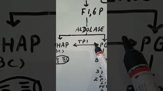 Glycolysis, Calvin cycle trick(C3 cycle=Calvin Benson, Bassham cycle)