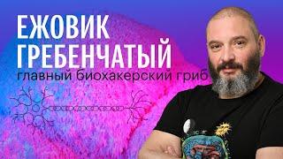 ЕЖОВИК ГРЕБЕНЧАТЫЙ: ноотроп, иммуномодулятор, косметическое средство. Михаил Вишневский