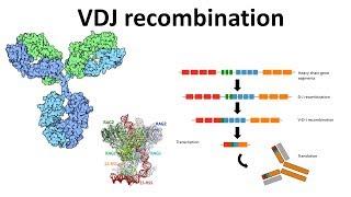 VDJ recombination overview | Generation of antibody diversity | Antibody diversity mechanism | VDJ