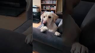 Yellow Lab ️ #Labs #champion