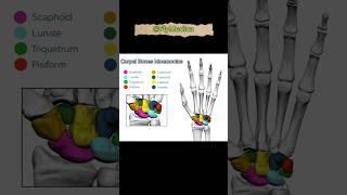 Carpal Bones Mnemonics (BONUS POINT IN DESCRIPTION!!!!!!!)