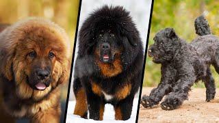 Tibetan Mastiff VS Black Russian Terrier