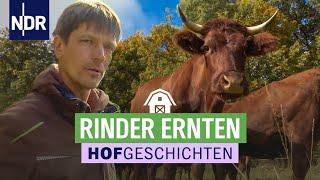 Die Tiere kommen in den Stall | Die Nordreportage: Hofgeschichten (202) | NDR