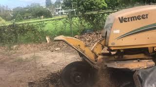 Angry Ant Tree Services Bamboo Stump Grinding