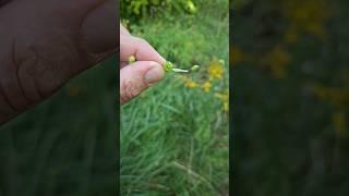 Slow Motion Seed Pod #nature #maine #explosion