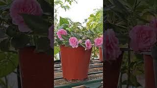 flower WhatsAppstatus#flowers #love#gardenflowers#youtubeshorts #shorts#whatsappstatus#viralshort