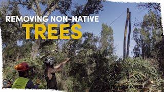 How we're cutting down trees to save river ecosystems | VLOG
