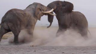 INTENSE BULL ELEPHANT FIGHT CAUGHT ON CAMERA