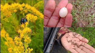 CAZA de PALOMAS!️ (habia mosquitos?) @Caza1994