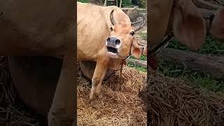 Cow sound  #cow #sound #village #sound #short