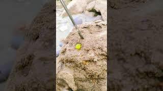 "Shocking Agate Discovery! Digging stone rocks #youtubeshorts #agates #crystals