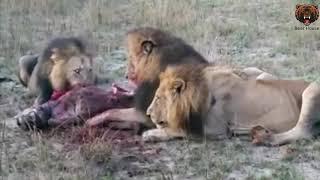 Battle of Enemies   Lions Kills And Eats Hyena   Битва врагов   львы убивают и съедают гиену