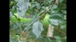 Betula utilis 'Jacquemontii'