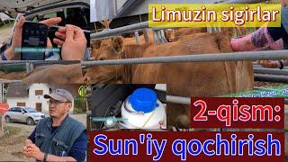 Лимузин сигирлар - sun'iy qochirish