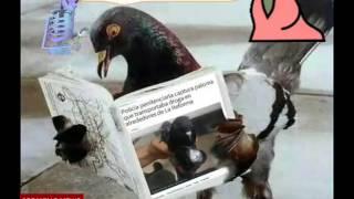 (Cancion original) La narco paloma