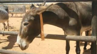 Donkey Sanctuary