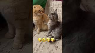 Котики юмор #прикольныекоты