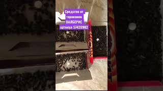 Лучшее средство от тараканов Форсайт как уничтожить тараканов липкая ловушка для тараканов