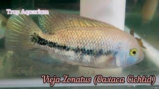 03.01.2025 Specials Part 2: Central American (Vieja) [Trop Aquarium] (Singapore)