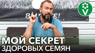 СБОР СЕМЯН ТОМАТОВ С СЕКРЕТОМ, который спасет от болезней в следующем году