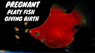 Red Platy Fish Balloon Giving Birth to 20 babies | Pregnant Red Balloon Platy Fish #fishbreeding