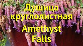 Душица круглолистная Аметист Фоллс. Краткий обзор, описание origanum rotundifolium Amethyst Falls