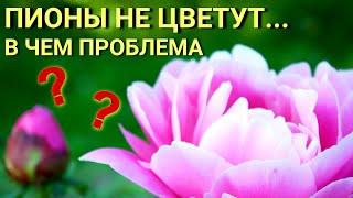 Почему НЕ цветут ПИОНЫ? Что делать если ПИОНЫ не цветут. ОШИБКИ выращивания ПИОНОВ.