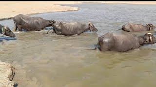 buffalo going to the water and enjoying the bathing waters | Iconic Animals