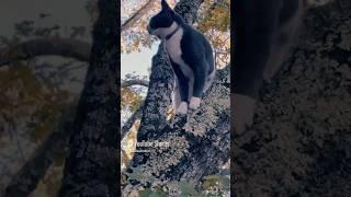 Adam Tuxedo Cat the Great 10 minutes perfect tree top show
